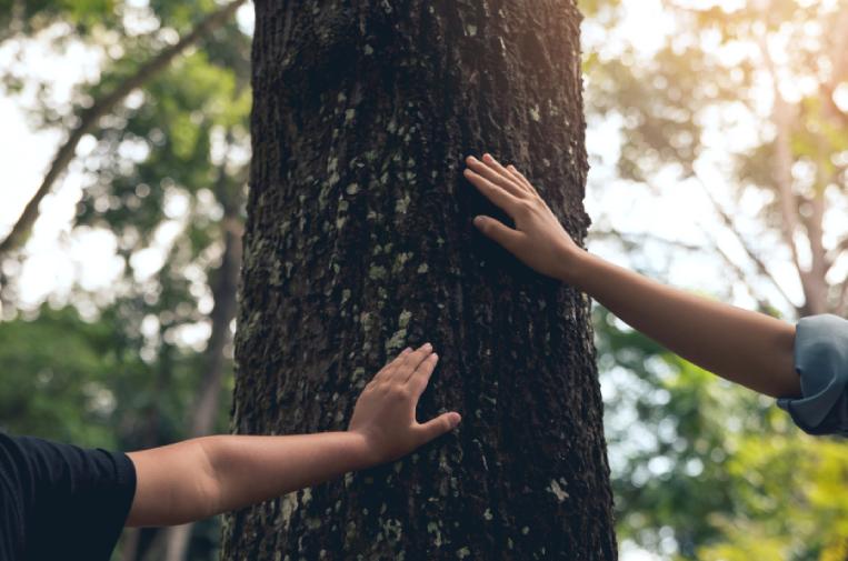 bosques preservar biodiversidad